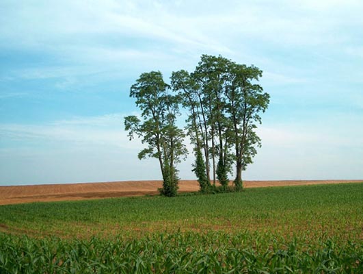 Oley Township
